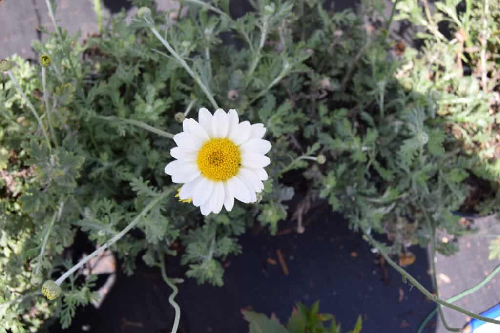 Anthemis tinctoria 'Sauce Hollandaise' ---
